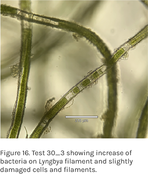 Lyngbya treatment study -  microscopic image of lyngbya