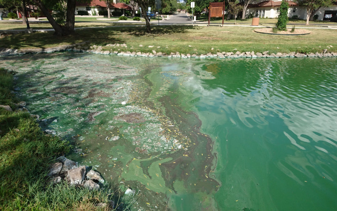Harmful Algae Blooms and Naturalake Biosciences’ Probiotics