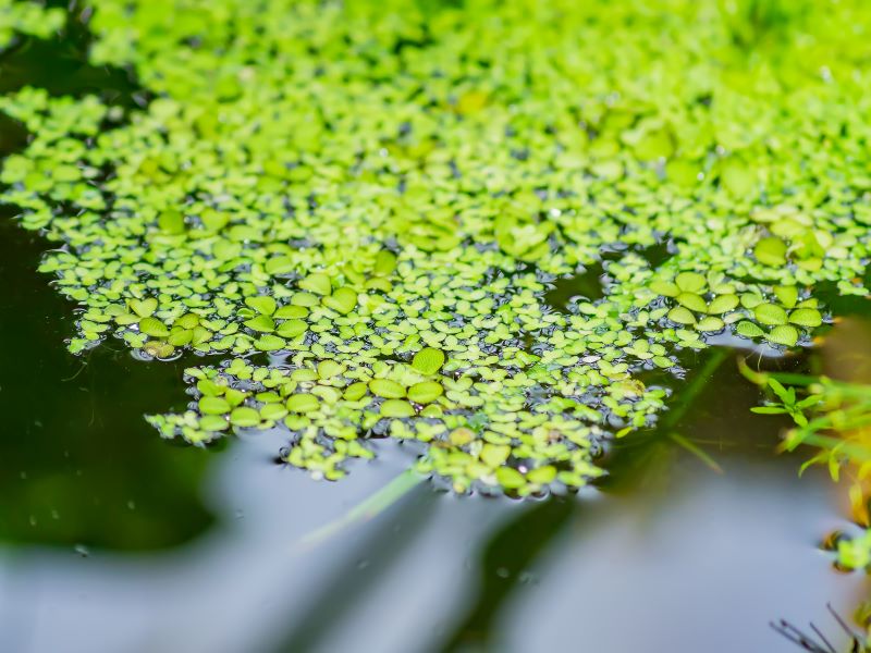 Duckweed: An Independent Product Comparison
